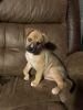 Husky/Boxer mixed puppies for sale