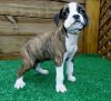 Propitious Boxer Puppies