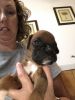 Full blooded Boxer Puppies
