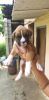 Boxer puppies for sale at bangalore female