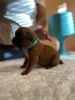 100 percent European Boxer puppies