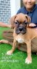 2 month Pure breed Boxer puppy (Male)for sale at Hyderabad