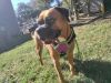 Family friendly, house trained boxer female