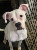 Boxer need a new home