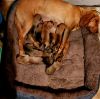 Boxer Bloodhound Puppies