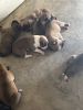 Boxer /Pitt puppies