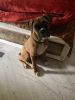 Boxer Dog Male For Sale