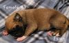 Boxer Puppies Ready for new homes Feb. 18th