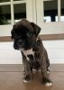 Boxer pup Avery