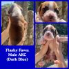 3 AKC Boys left! Ready for homes mid July!