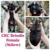 CKC puppies born 6/3!