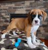 Gorgeous male and female Boxer puppies ready