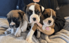 Beautiful boxer puppies for sale