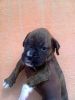 Male femail puppies available
