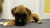 AKC Registered Boxers