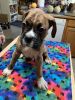 3 beautiful purebred registered Boxer puppies