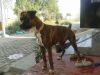 22 months Boxer female dog in bangalore