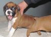Male and Female Boxer Puppies
