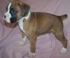 Well trained Boxer puppies available