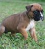 Larry Wonderful Boxer puppy for Loving home