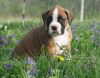 Boxer puppies two fawn male and female
