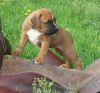 Potty trained Boxer puppies with health guarantee