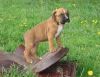 Larry and Berry Boxer puppies puppies available