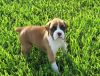Boxer puppies two fawn female and one brandle male