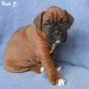 Pure breed Boxer home for Easter