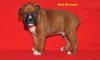 Boxer Puppies For Ggood Home