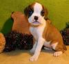 Bulky Boxer Puppies!!!! Male and Female!!!