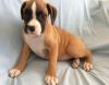 Stunning Litter of Gorgeous Boxer Puppies