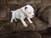 2 AKC Male Boxer Puppies For Sale