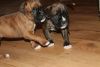 Stunning Boxer Puppies!!!!