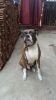 Boxer male stud available for mating