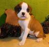 Fawn Flashy Male Boxer Pup
