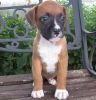 Best Quality Boxer Puppies