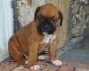 Understanding Boxer Puppies For You