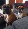 For Stud 5 Generation Pedigree Boxer With Papers