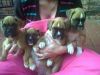 True Stunning Fantastic Red Boxer Puppies For Sale