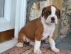 socialized Boxer puppies