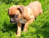 Boxer Puppies Boy And A Girl Available