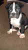 1 Beautiful Akc Registered Boxer Puppy Left