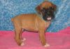 AKC registered Boxer puppies for sale