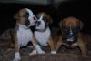 Gorgeous Boxer Puppies