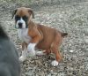 Affectionate Boxer puppies for adoption