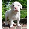 Cute Boxer Puppy(xxx) xxx-xxx0