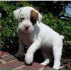 Boxer Puppies For Sale(xxx) xxx-xxx0