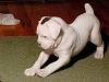 Female Boxer Puppies For Sale(xxx) xxx-xxx0