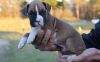cute boxer puppies for sale